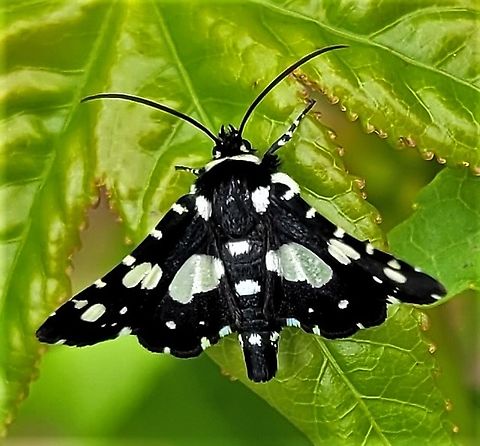 Mournful Thyris Moth This is a picture of a  Thyris sepulchralis on the North Tract of the Patuxent Research Refuge near Fort Meade, Maryland. Geotagged,Mournful Thyris Moth,Spring,Thyris sepulchralis,United States