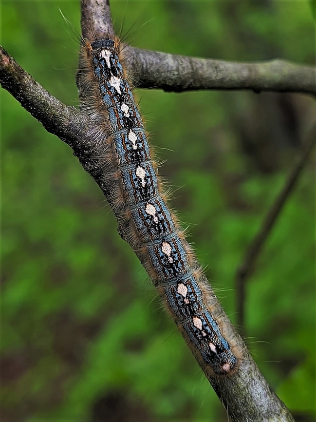 Malacosoma disstria This is a picture of a Malacosoma disstria on the North Tract of the Patuxent Research Refuge near Fort Meade, Maryland. Forest tent caterpillar moth,Geotagged,Malacosoma disstria,Spring,United States