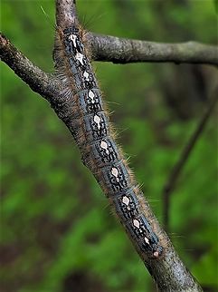 Malacosoma disstria This is a picture of a Malacosoma disstria on the North Tract of the Patuxent Research Refuge near Fort Meade, Maryland. Forest tent caterpillar moth,Geotagged,Malacosoma disstria,Spring,United States