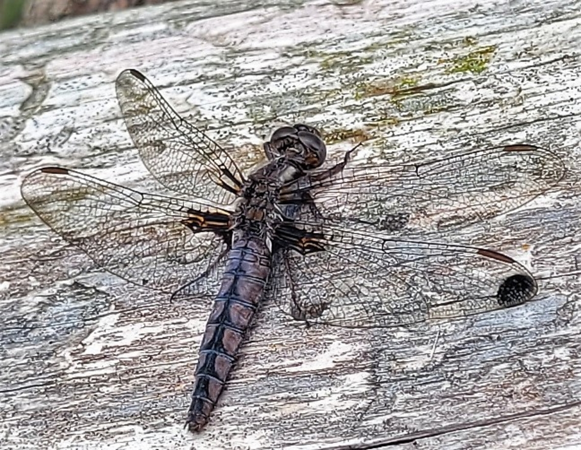 Blue Corporal This is a picture of a blue corporal on the North Tract of the Patuxent Research Refuge near Fort Meade, Maryland. Blue corporal,Geotagged,Ladona deplanata,Spring,United States