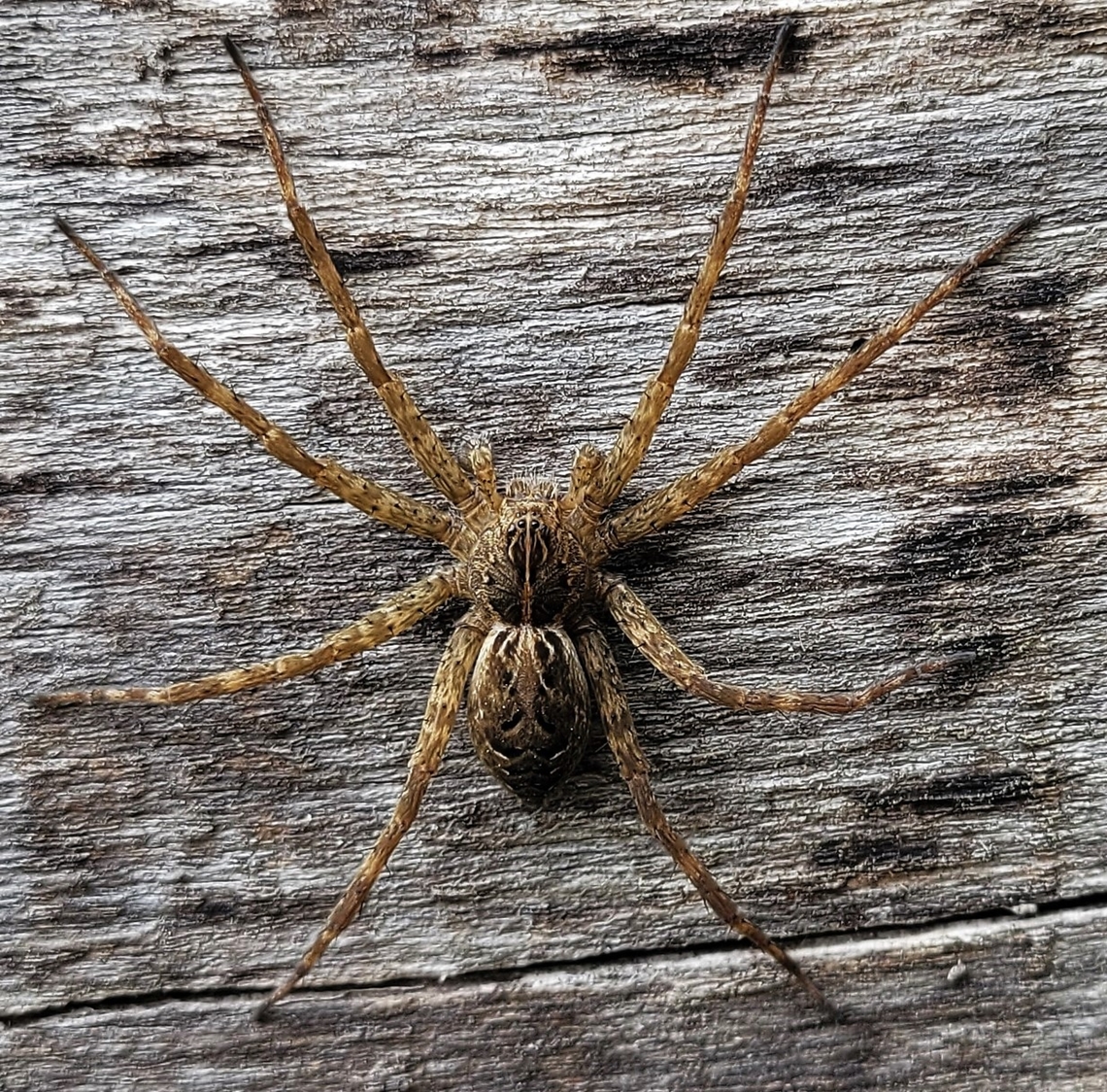 Striped Fishing Spider This is a picture of a Dolomedes scriptus at Leakin Park in Baltimore, Maryland. Dolomedes scriptus,Geotagged,Spring,Striped fishing spider,United States