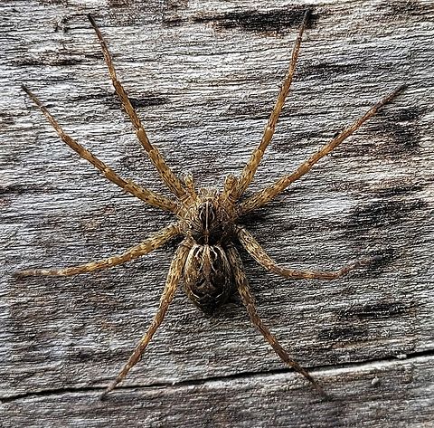 Striped Fishing Spider This is a picture of a Dolomedes scriptus at Leakin Park in Baltimore, Maryland. Dolomedes scriptus,Geotagged,Spring,Striped fishing spider,United States