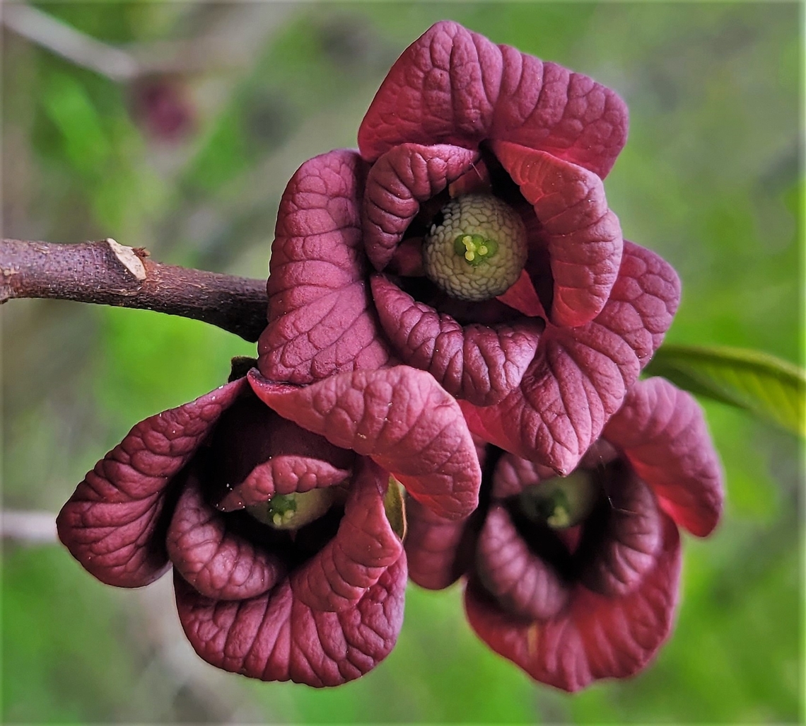 Pawpaw Flowers This is a picture of some pawpaw flowers at Leakin Park in Baltimore, Maryland. Asimina triloba,Common Pawpaw,Geotagged,Spring,United States