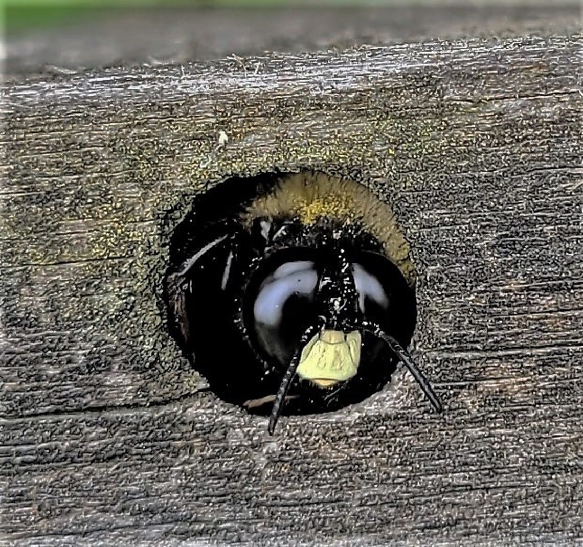 Eastern Carpenter Bee This is a picture of an Eastern Carpenter Bee at North Point State Park in Edgemere, Maryland. Eastern Carpenter Bee,Geotagged,Spring,United States,Xylocopa virginica