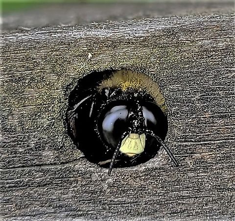 Eastern Carpenter Bee This is a picture of an Eastern Carpenter Bee at North Point State Park in Edgemere, Maryland. Eastern Carpenter Bee,Geotagged,Spring,United States,Xylocopa virginica