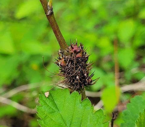 Diastrophus cuscutaeformis This is a picture of a Diastrophus cuscutaeformis on a blackberry at North Point State Park in Edgemere, Maryland. Blackberry Seed Gall Wasp,Diastrophus cuscutaeformis,Geotagged,Spring,United States