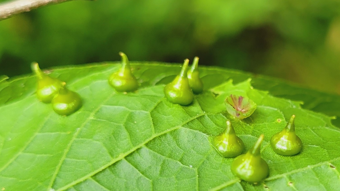 Celticecis spiniformis This is a picture of Celticecis spiniformis at the Smithsonian Environmental Research Center in Edgewater, Maryland. Celticecis spiniformis,Geotagged,Spring,United States