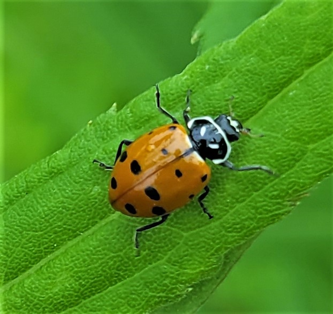 Hippodamia convergens This is a picture of a Hippodamia convergens at the Smithsonian Environmental Research Center in Edgewater, Maryland. Convergent Ladybird,Geotagged,Hippodamia convergens,Spring,United States
