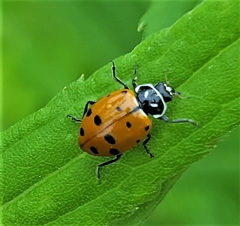 Convergent Ladybird