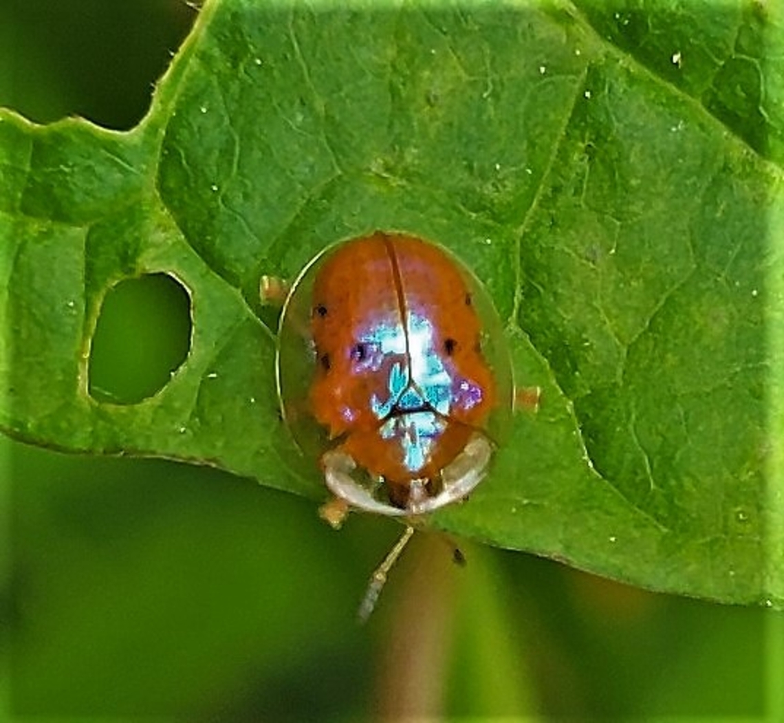 Charidotella sexpunctata This is a picture of a Charidotella sexpunctata at Wheaton Regional Park in Wheaton, Maryland. Charidotella sexpunctata,Geotagged,Golden Tortoise Beetle,Spring,United States