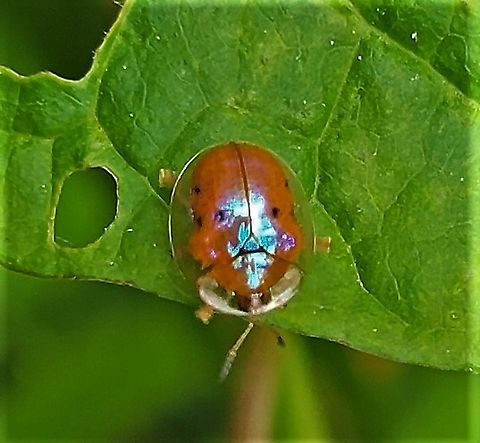 Charidotella sexpunctata This is a picture of a Charidotella sexpunctata at Wheaton Regional Park in Wheaton, Maryland. Charidotella sexpunctata,Geotagged,Golden Tortoise Beetle,Spring,United States