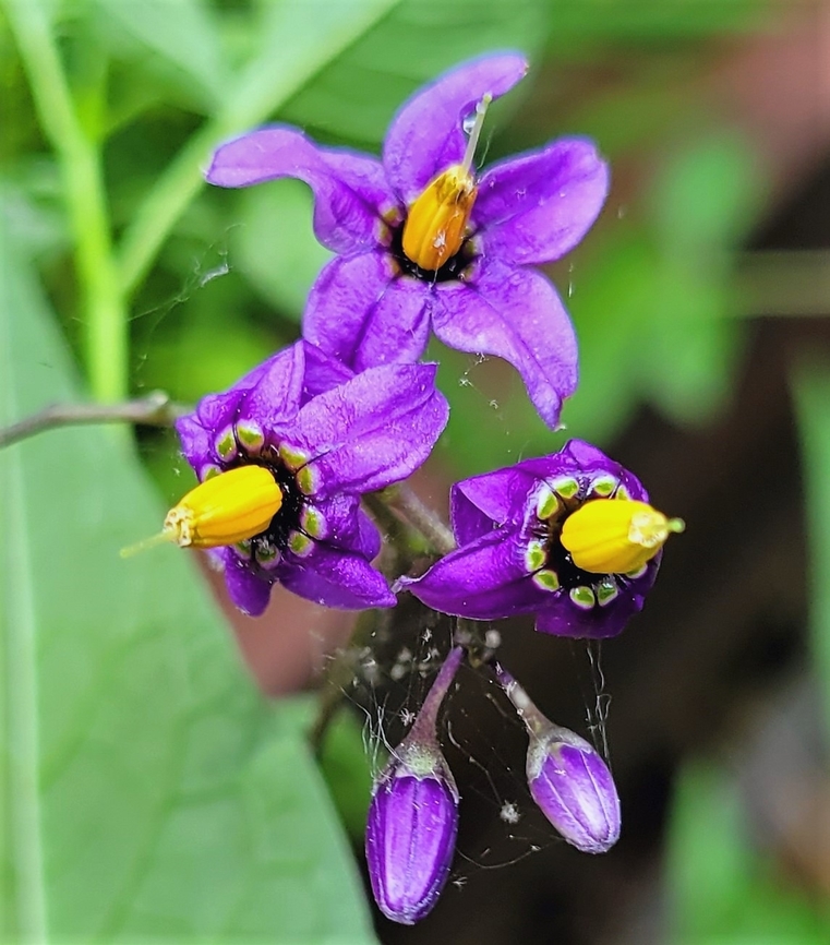 Solanum dulcamara This is a picture of Solanum dulcamara at Leakin Park in Baltimore City, Maryland. Bittersweet nightshade,Geotagged,Solanum dulcamara,Spring,United States