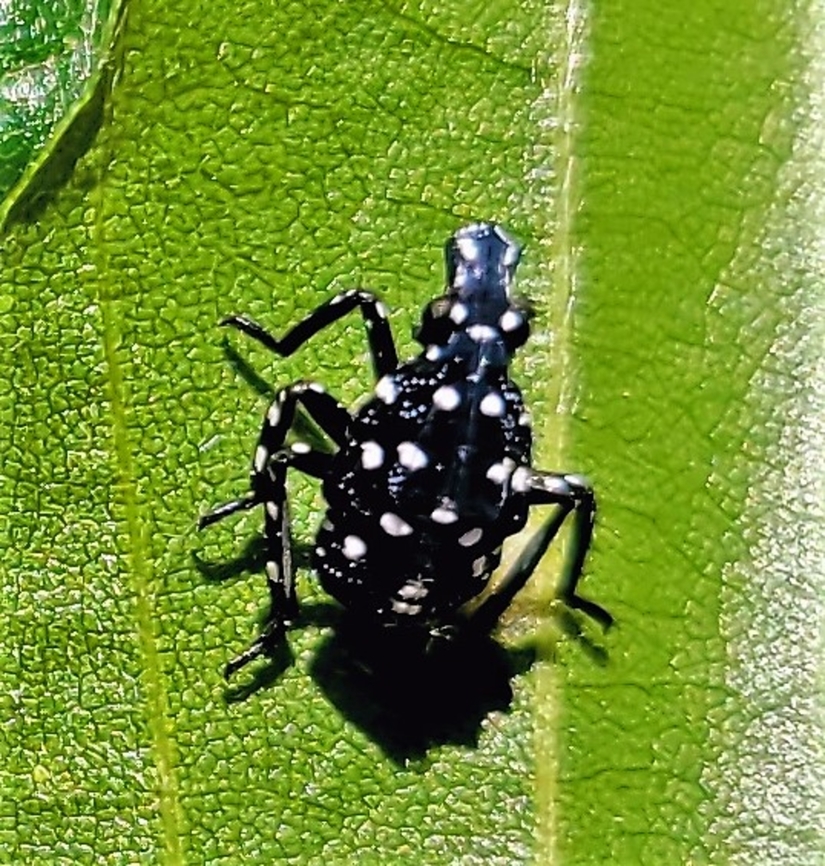 Spotted Lanternfly This is a picture of a spotted lanternfly at Leakin Park in Baltimore City, Maryland. Geotagged,Lycorma delicatula,Spotted lanternfly,Spring,United States