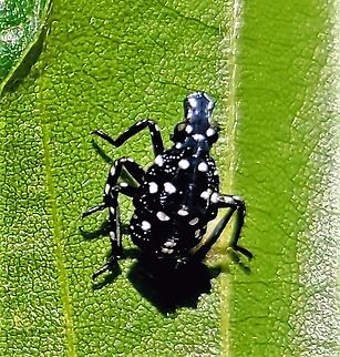 Spotted Lanternfly This is a picture of a spotted lanternfly at Leakin Park in Baltimore City, Maryland. Geotagged,Lycorma delicatula,Spotted lanternfly,Spring,United States