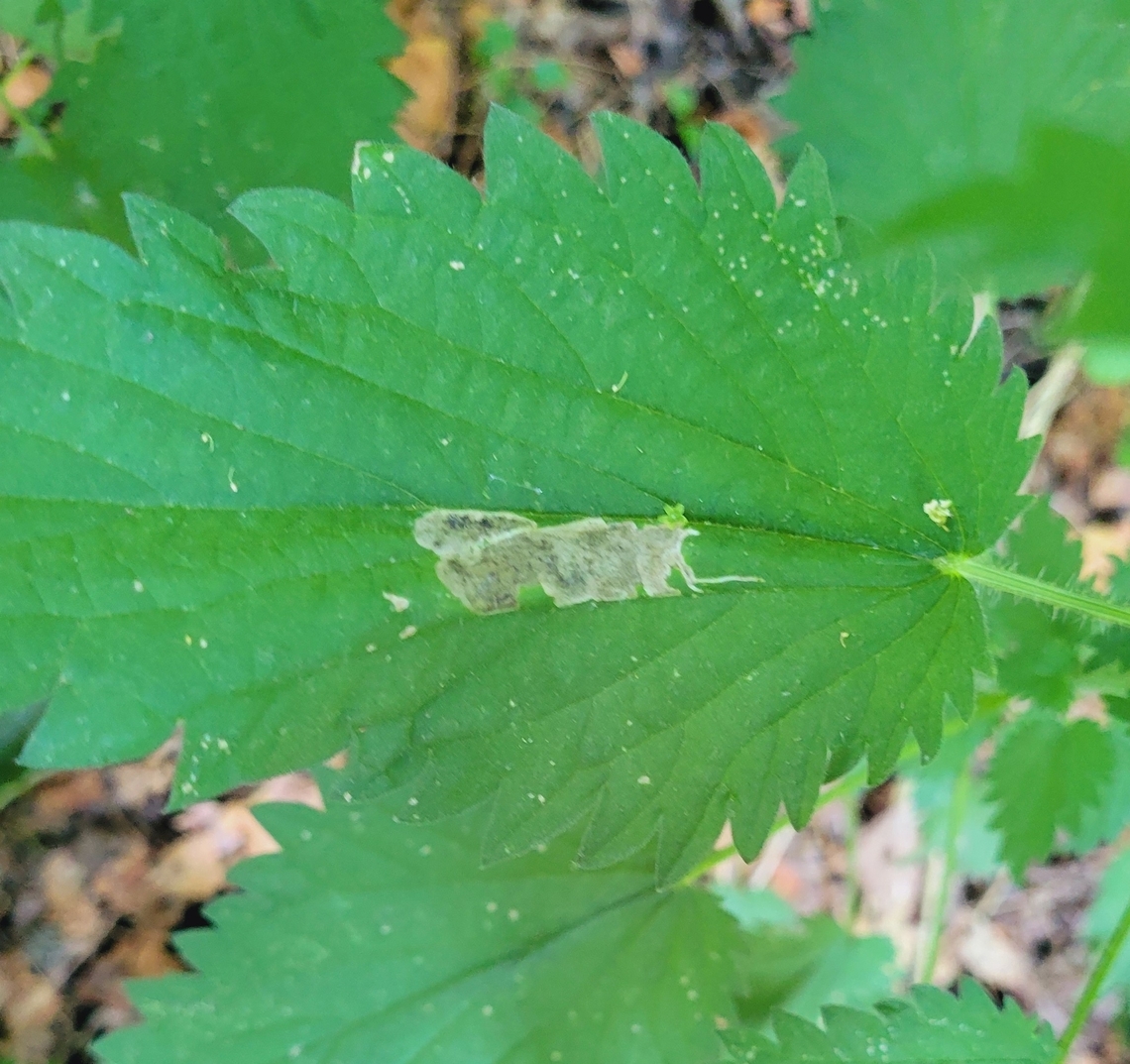 Agromyza pseudoreptans This is a picture of Agromyza pseudoreptans at Leakin Park in Baltimore City, Maryland. Agromyza pseudoreptans,Geotagged,Spring,United States