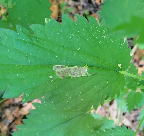 Agromyza pseudoreptans