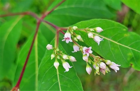 Spreading Dogbane This is a picture of spreading dogbane at Leakin Park in Baltimore City, Maryland. Apocynum androsaemifolium,Geotagged,Spreading dogbane,Spring,United States
