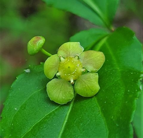 Euonymus americanus This is a picture of a Euonymus americanus on the South Tract of the Patuxent Research Refuge near Laurel, Maryland. Euonymus americanus,Geotagged,Hearts-A-Bustin',Spring,United States