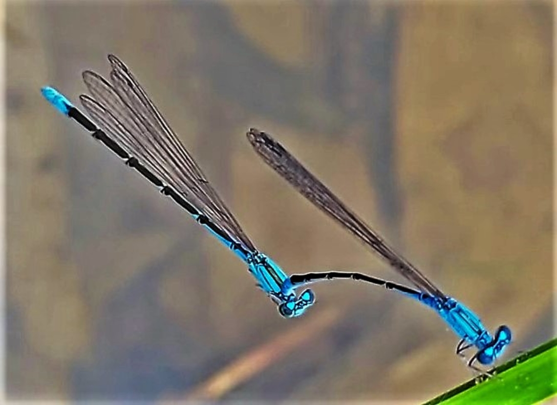 Enallagma traviatum This is a picture of a pair of Enallagma traviatum damselflies on the North Tract of the Patuxent Research Refuge near Fort Meade, Maryland. Enallagma traviatum,Geotagged,Slender bluet,Spring,United States
