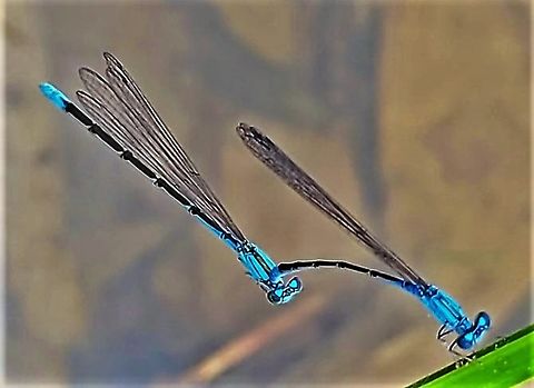 Slender bluet