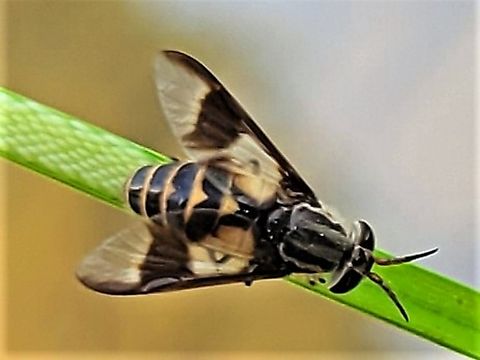 Chrysops sackeni This is a picture of a Chrysops sackeni on the North Tract of the Patuxent Research Refuge near Fort Meade, Maryland. Chrysops sackeni,Geotagged,Spring,United States