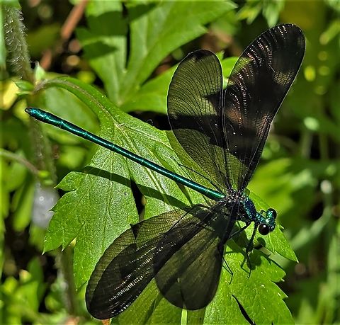 Ebony Jewelwing This is a picture of an Ebony Jewelwing on the North Tract of the Patuxent Research Refuge near Fort Meade, Maryland. Calopteryx maculata,Ebony Jewelwing,Geotagged,Spring,United States