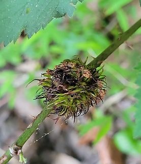 Blackberry Seed Gall Wasp This is a picture of a Blackberry Seed Gall Wasp on the South Tract of the Patuxent Research Refuge near Laurel, Maryland. Blackberry Seed Gall Wasp,Diastrophus cuscutaeformis,Geotagged,Spring,United States