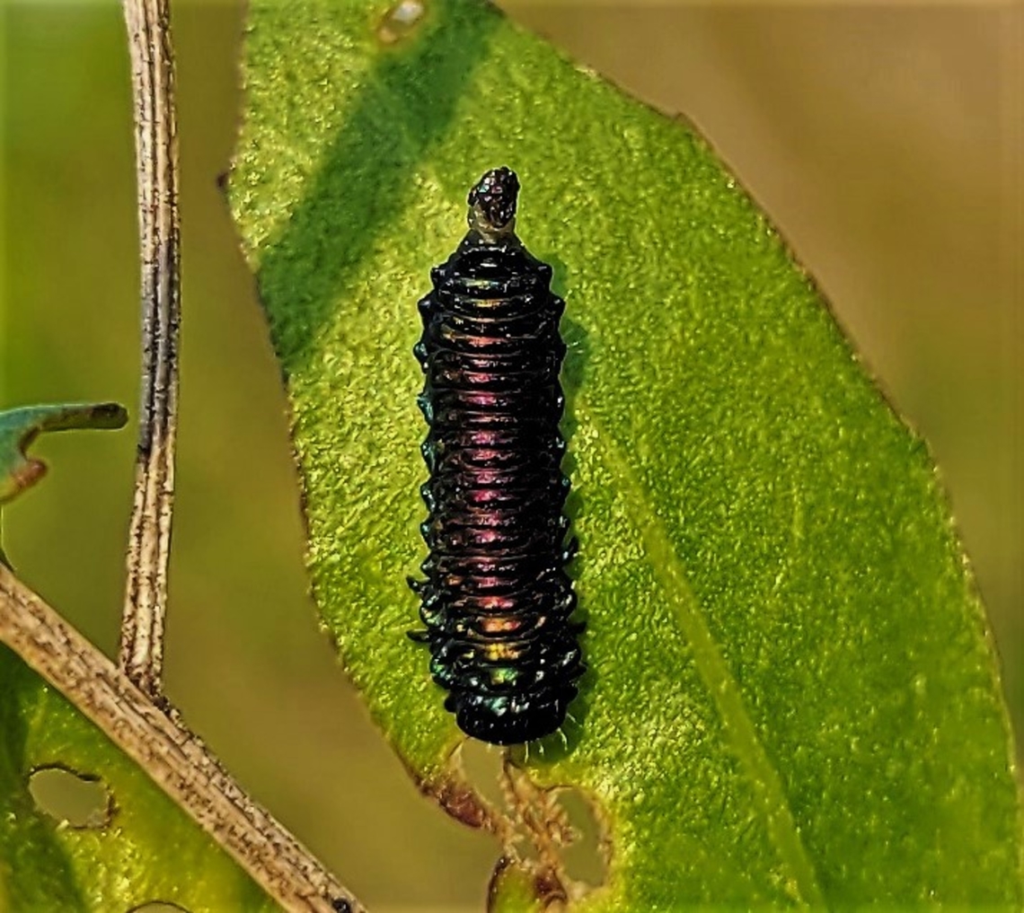 Trirhabda bacharidis This is a picture of a Trirhabda bacharidis on the South Tract of the Patuxent Research Refuge near Laurel, Maryland. Geotagged,Groundsel Bush Leaf Beetle,Spring,Trirhabda bacharidis,United States