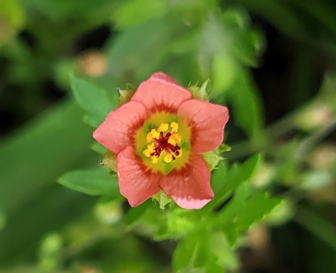 Modiola caroliniana This is a picture of a Modiola caroliniana on the South Tract of the Patuxent Research Refuge near Laurel, Maryland. Geotagged,Modiola,Modiola caroliniana,Spring,United States