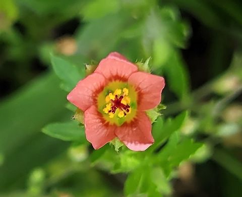 Modiola caroliniana This is a picture of a Modiola caroliniana on the South Tract of the Patuxent Research Refuge near Laurel, Maryland. Geotagged,Modiola,Modiola caroliniana,Spring,United States