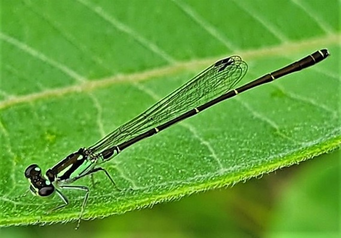 Fragile Forktail This is a picture of a Fragile Forktail on the South Tract of the Patuxent Research Refuge near Laurel, Maryland. Fragile Forktail,Geotagged,Ischnura posita,Spring,United States