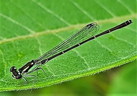 Fragile Forktail This is a picture of a Fragile Forktail on the South Tract of the Patuxent Research Refuge near Laurel, Maryland. Fragile Forktail,Geotagged,Ischnura posita,Spring,United States
