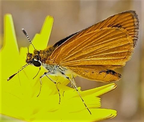 Least Skipper This is a picture of a Least Skipper on the North Tract of the Patuxent Research Refuge near Fort Meade, Maryland. Ancyloxypha numitor,Geotagged,Least skipper,Spring,United States