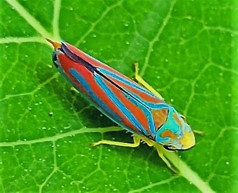 Graphocephala versuta This is a picture of a Graphocephala versuta at the Pickering Creek Audubon Center near Easton, Maryland. Geotagged,Graphocephala versuta,Spring,United States