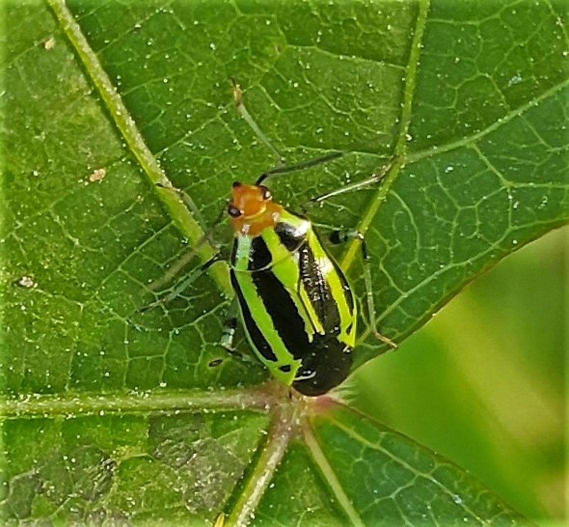 Poecilocapsus lineatus This is a picture of a Poecilocapsus lineatus at the Pickering Creek Audubon Center near Easton, Maryland. Fourlined Plant Bug,Geotagged,Poecilocapsus lineatus,Spring,United States
