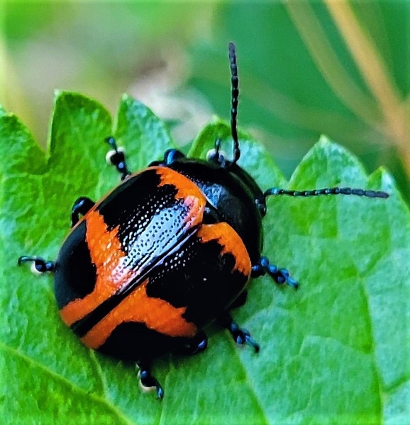 Labidomera clivicollis This is a picture of a Labidomera clivicollis at the Pickering Creek Audubon Center near Easton, Maryland. Geotagged,Labidomera clivicollis,Milkweed leaf beetle,Spring,United States