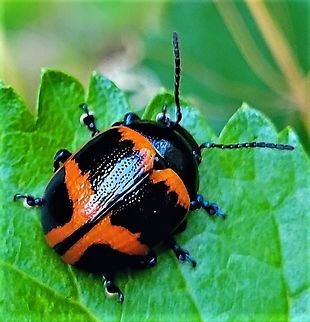 Labidomera clivicollis This is a picture of a Labidomera clivicollis at the Pickering Creek Audubon Center near Easton, Maryland. Geotagged,Labidomera clivicollis,Milkweed leaf beetle,Spring,United States