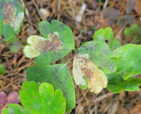 Phytomyza aquilegiana This is a picture of a Phytomyza aquilegiana at the Pickering Creek Audubon Center near Easton, Maryland. Geotagged,Phytomyza aquilegiana,Spring,United States