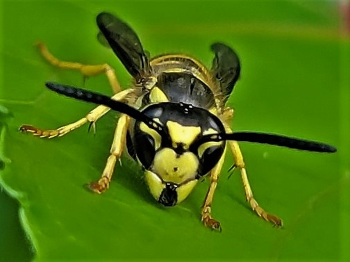 Eastern Yellow Jacket This is a picture of a Vespula maculifrons at the Orange Grove Area of Patapsco Valley State Park in Howard County, Maryland. Eastern Yellow Jacket,Geotagged,Summer,United States,Vespula maculifrons
