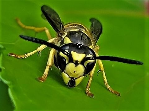 Eastern Yellow Jacket This is a picture of a Vespula maculifrons at the Orange Grove Area of Patapsco Valley State Park in Howard County, Maryland. Eastern Yellow Jacket,Geotagged,Summer,United States,Vespula maculifrons