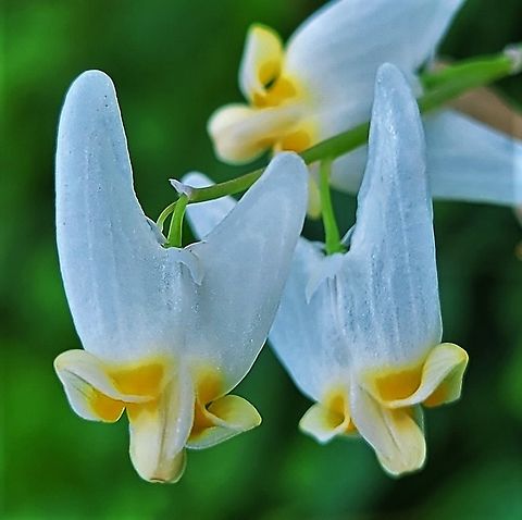 Dutchman's Breeches This is a picture of Dicentra cucullaria at the Avalon Area of Patapsco Valley State Park in Howard County, Maryland. Dicentra cucullaria,Dutchman's breeches,Geotagged,Spring,United States