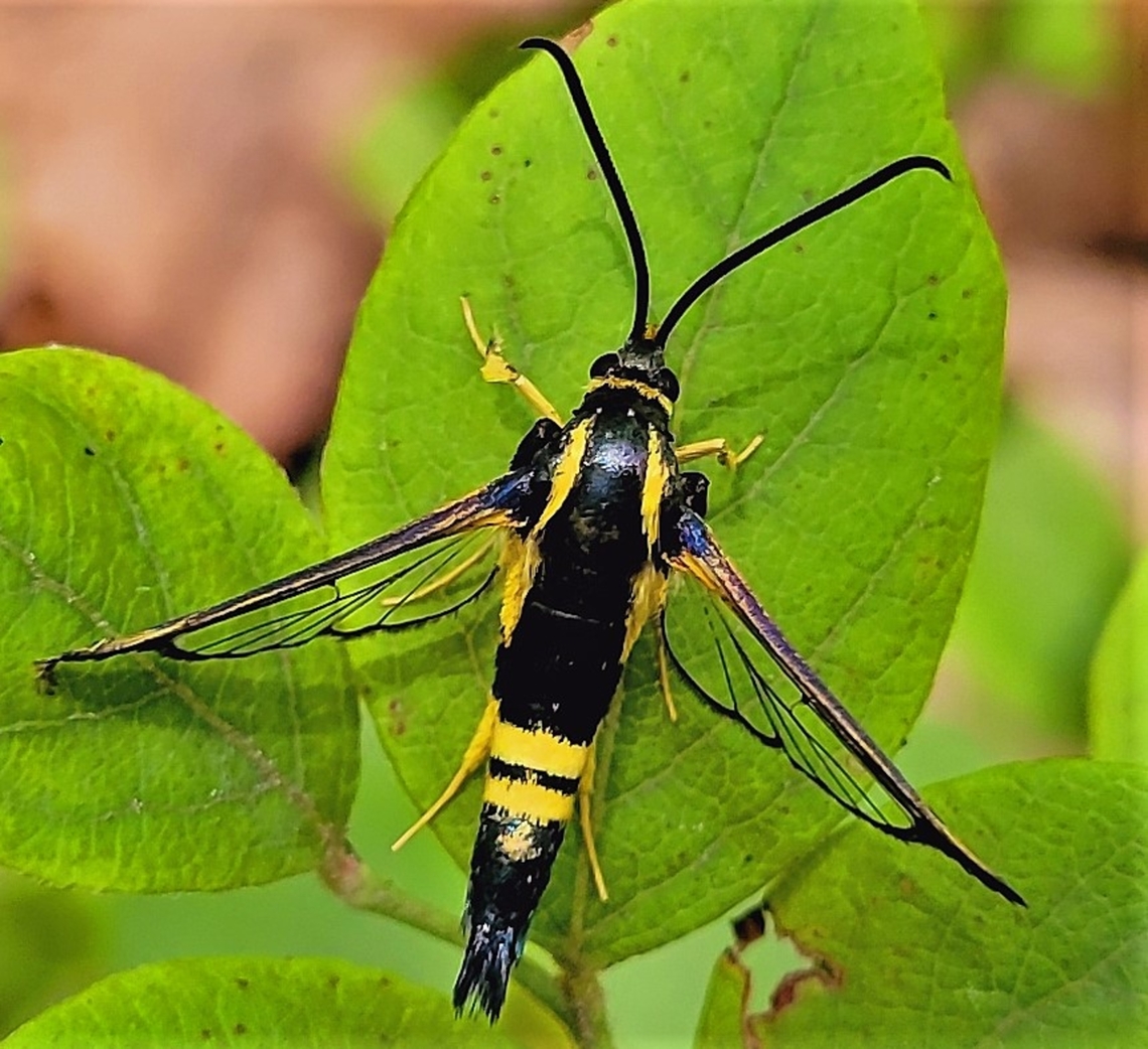 Synanthedon kathyae This is a picture of a Synanthedon kathyae on the North Tract of the Patuxent Research Refuge near Fort Meade, Maryland. Geotagged,Holly Borer,Summer,Synanthedon kathyae,United States