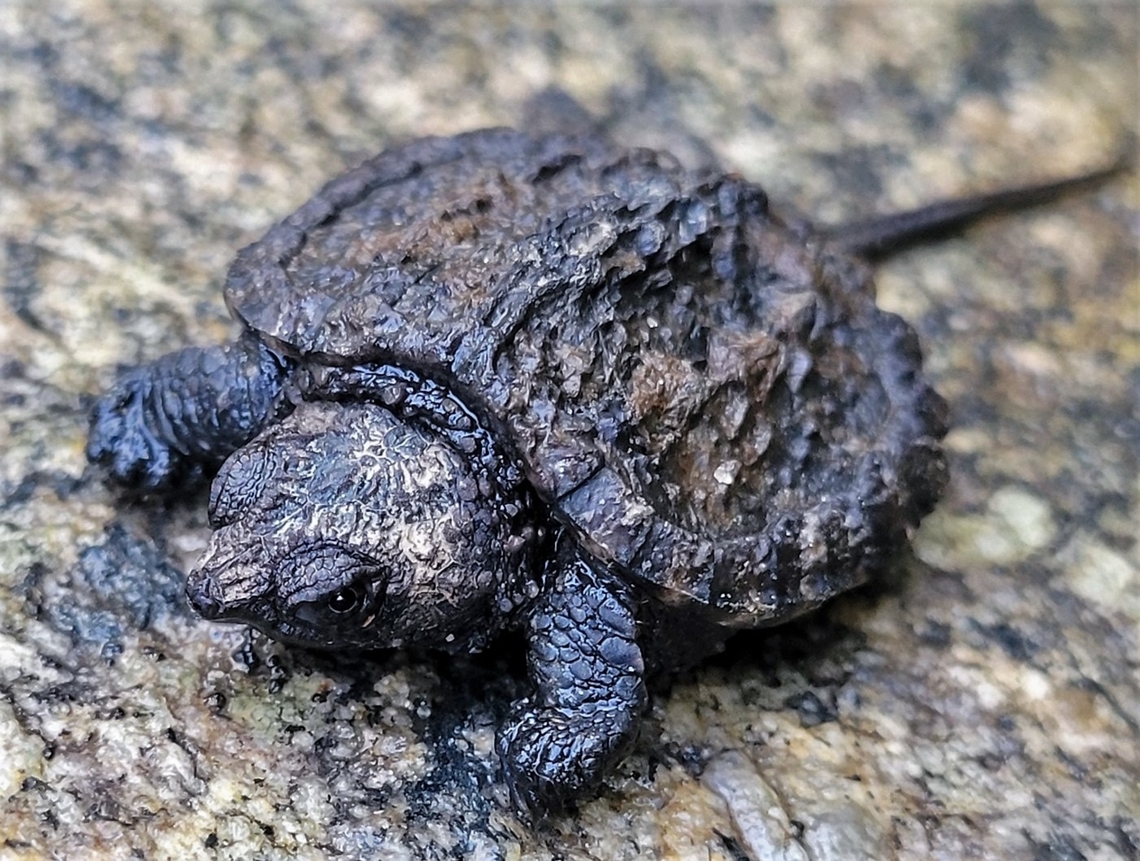 Common Snapping Turtle This is a picture of a common snapping turtle at the Mckeldin Area of Patapsco Valley State Park in Carroll County, Maryland. Chelydra serpentina,Common snapping turtle,Geotagged,Spring,United States