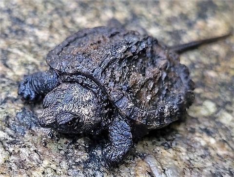 Common Snapping Turtle This is a picture of a common snapping turtle at the Mckeldin Area of Patapsco Valley State Park in Carroll County, Maryland. Chelydra serpentina,Common snapping turtle,Geotagged,Spring,United States