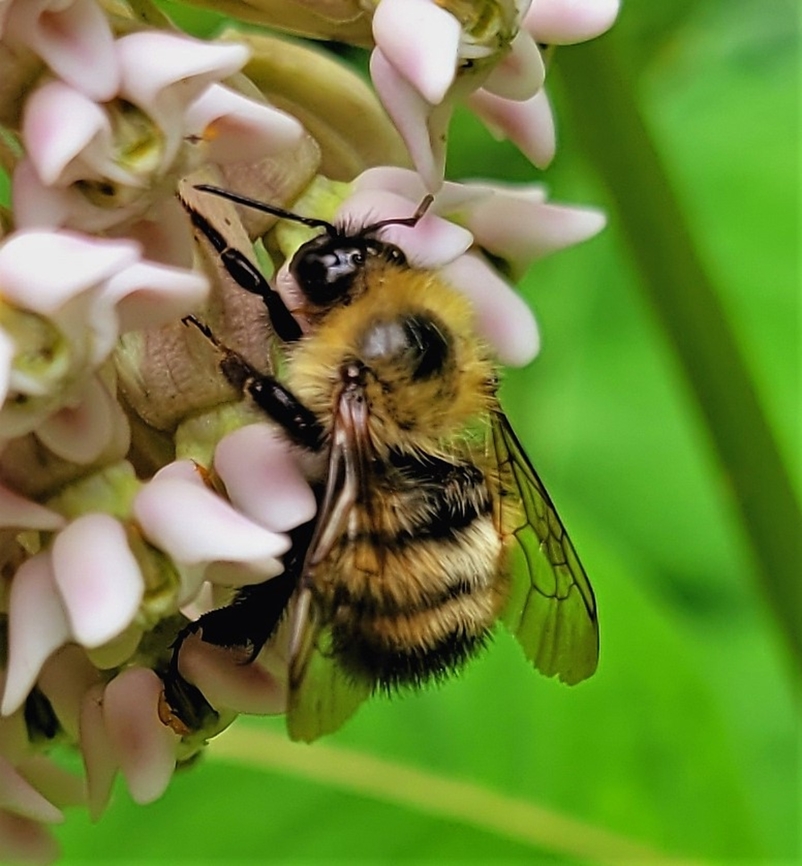 Bombus perplexus This is a picture of a Bombus perplexus at the Mckeldin Area of Patapsco Valley State Park in Carroll County, Maryland. Bombus perplexus,Confusing Bumble Bee,Geotagged,Summer,United States