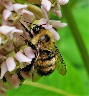 Bombus perplexus This is a picture of a Bombus perplexus at the Mckeldin Area of Patapsco Valley State Park in Carroll County, Maryland. Bombus perplexus,Confusing Bumble Bee,Geotagged,Summer,United States