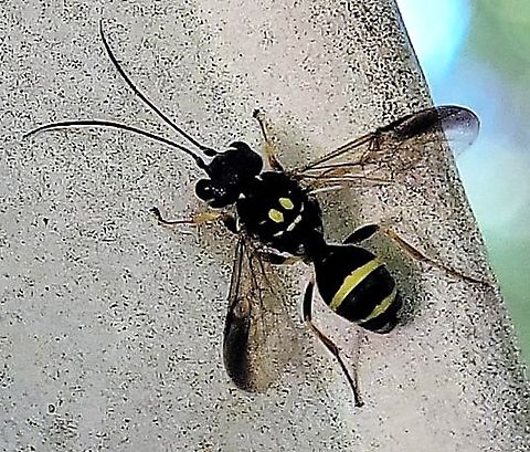 Taeniogonalos gundlachii This is a picture of a Taeniogonalos gundlachii at the Hilton Area of Patapsco Valley State Park in Catonsville, Maryland. Geotagged,Summer,Taeniogonalos gundlachii,United States