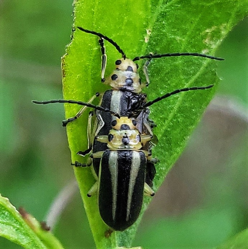 Trirhabda bacharidis This is a picture of a pair of Trirhabda bacharidis beetles on the South Tract of the Patuxent Research Refuge near Laurel, Maryland. Geotagged,Groundsel Bush Leaf Beetle,Summer,Trirhabda bacharidis,United States