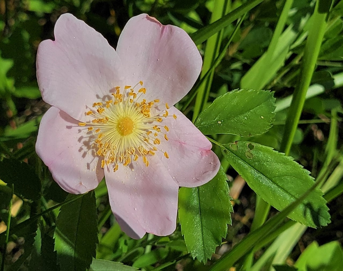Carolina Rose This is a picture of Rosa Carolina on the North Tract of the Patuxent Research Refuge near Fort Meade, Maryland. Geotagged,Rosa carolina,Spring,United States