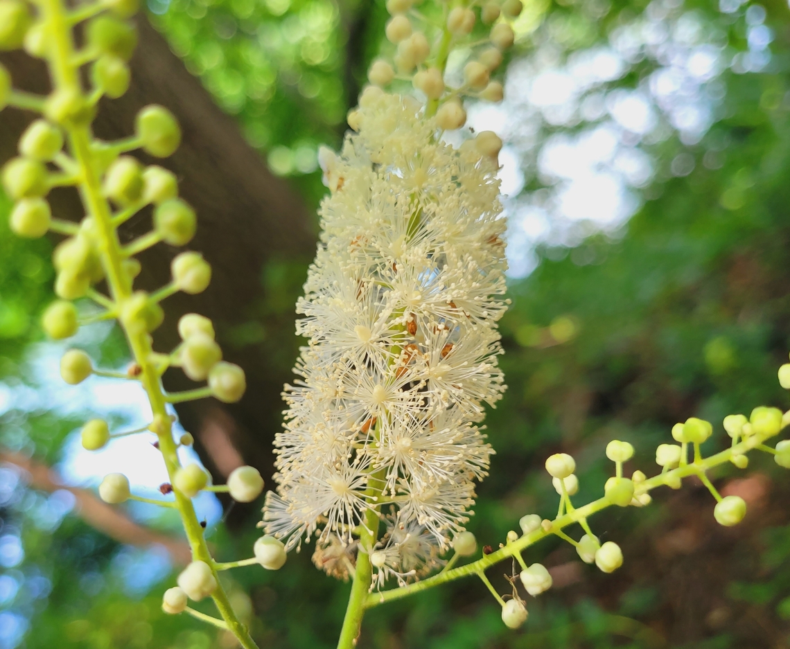 Black Baneberry This is a picture of Actaea racemosa at Seneca Creek State Park in Gaithersburg, Maryland. Actaea  racemosa,Actaea racemosa,Geotagged,Summer,United States